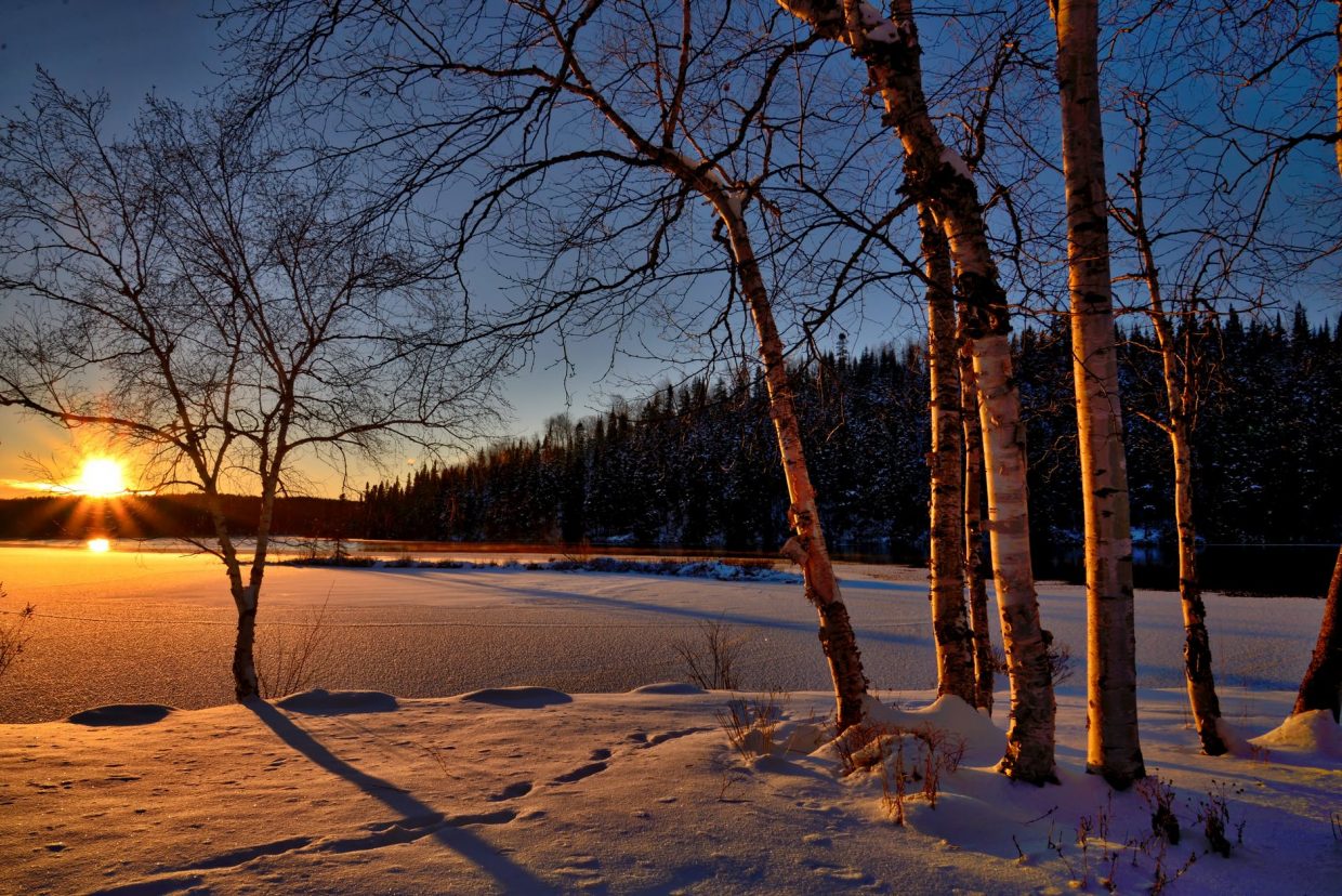 branches cold conifers environment