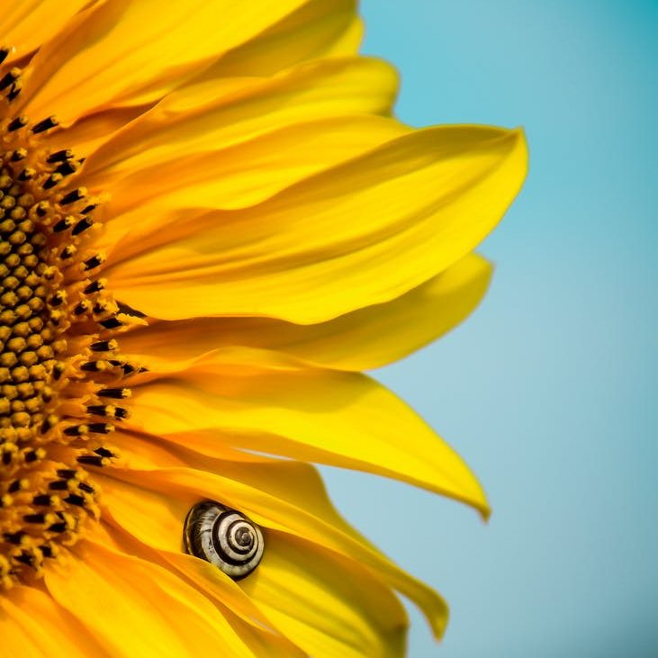 yellow sunflower