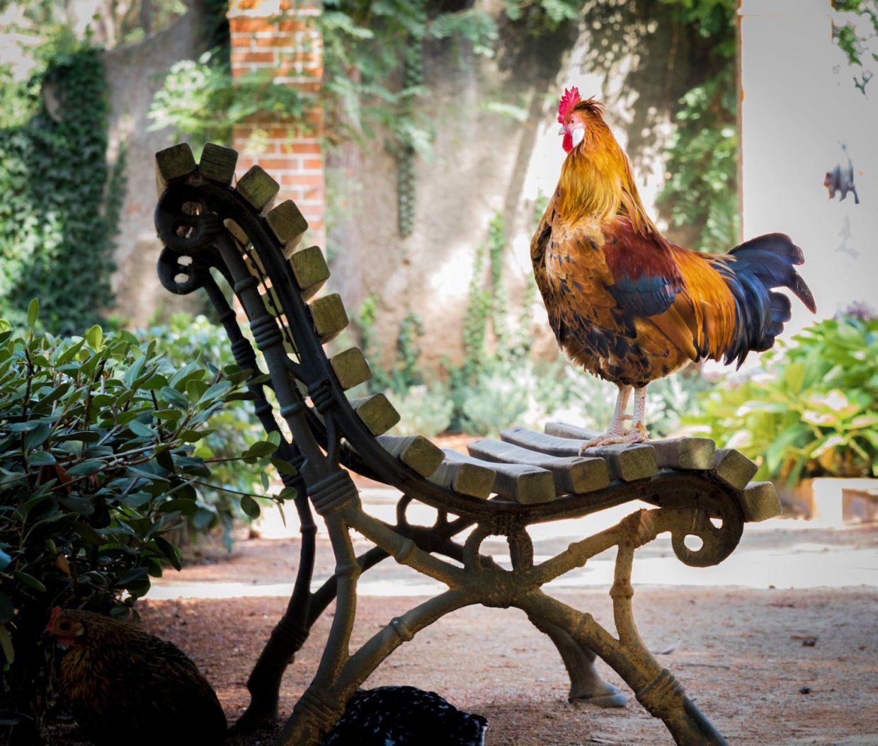 close up photography of orange rooster on brown wooden bench